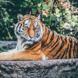 バンコクのサファリワールドの入場料と行き方は？像乗りや虎と写真など回り方も