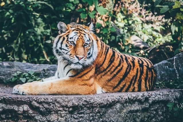 バンコクのサファリワールドの入場料と行き方は？像乗りや虎と写真など回り方も